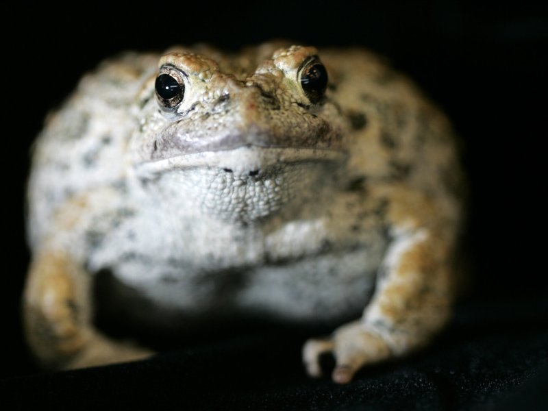 Close-up image of a toad with mottled brown and gray skin, staring directly at the camera against a dark background.