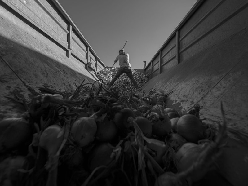 A man is standing in the back of a storage area, pushing onions behind him.