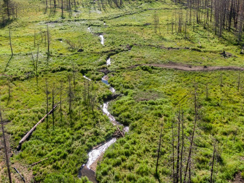 logs stacked at a few points in a stream to help mimic dams