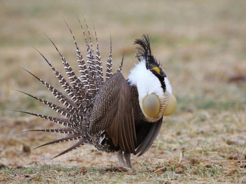 A sage grouse walks in a field