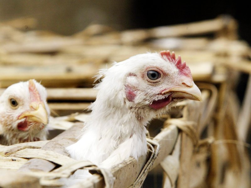 Two white chickens are peeking out from a wooden crate. One chicken is in the foreground, while the other is slightly behind and to the left. The background appears blurred.