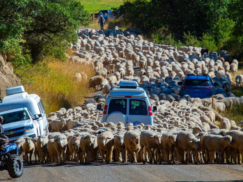 Hundreds of sheep move down a road past campers pulled over to the side.