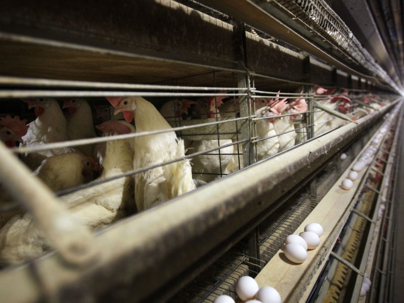 Chickens are confined in wire cages inside a large barn. Eggs are laid and collected on a conveyor belt below the cages.