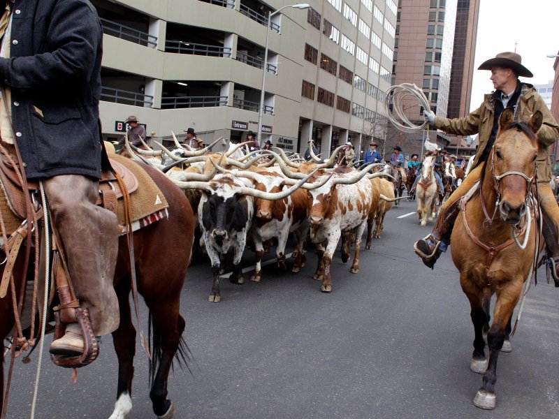 A cowboy on a horse wrangles cattle down the streets of Denver