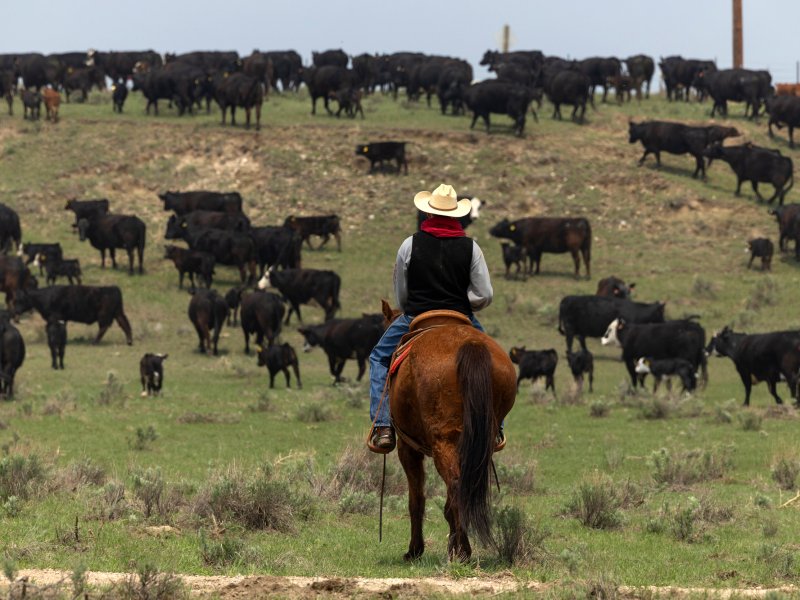 a man riding on the back of a brown horse looks toward a hill covered with cows.