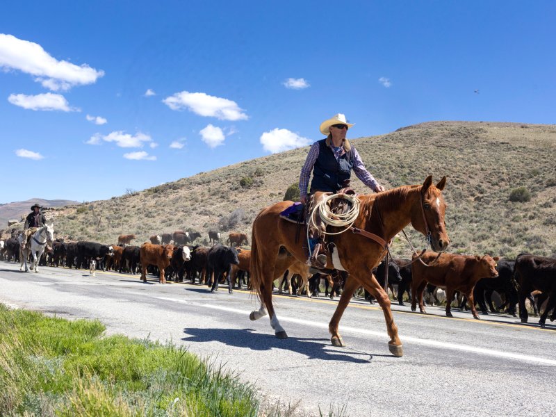 A cowboy on a horse leads a large herd of cattle along a paved road in a rural, hilly landscape under a clear blue sky.