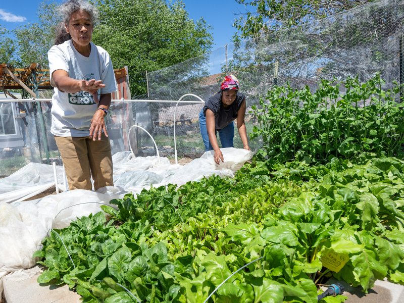 Two women working in a garden pull cloth from a plants growing in beds made from cinder blocks.