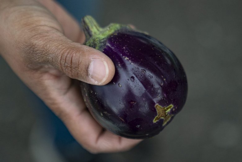 A hand holding a small, round, dark purple eggplant with a green stem.