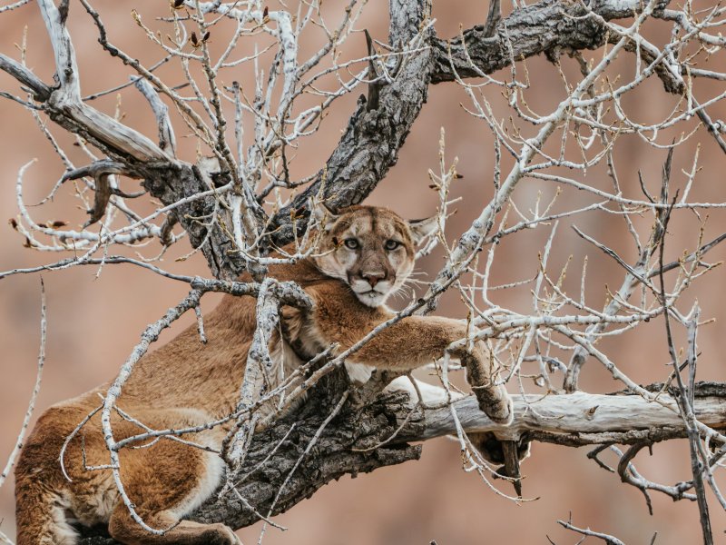 A mountain lion lounges in a tree