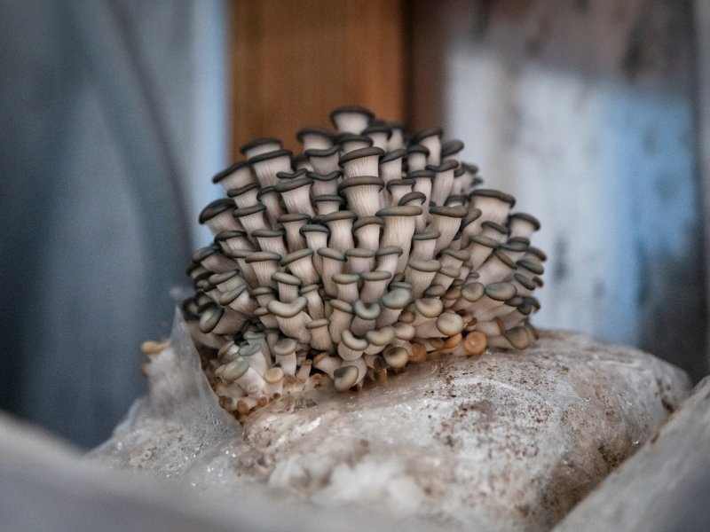 Mushrooms sprouting in a warehouse