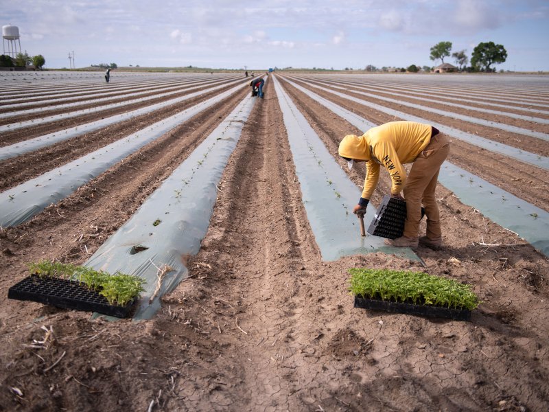 A man bends over to poke a hole in a line of dirt. Seedlings are on the ground next to himm.