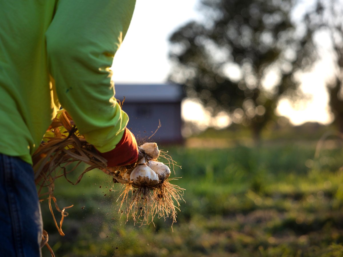 Garlic from this Colorado farm is making neighbors give up grocery store bulbs for good