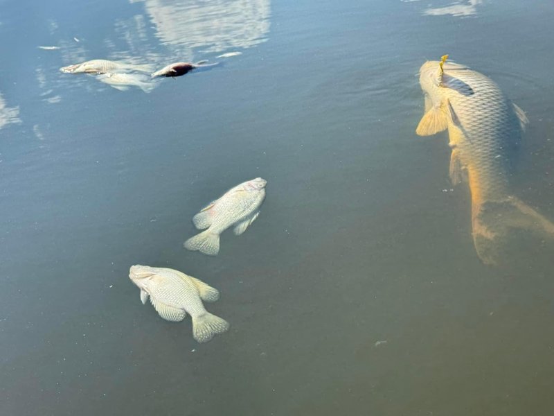 Several dead fish floating in murky water, including a large carp and two smaller fish.