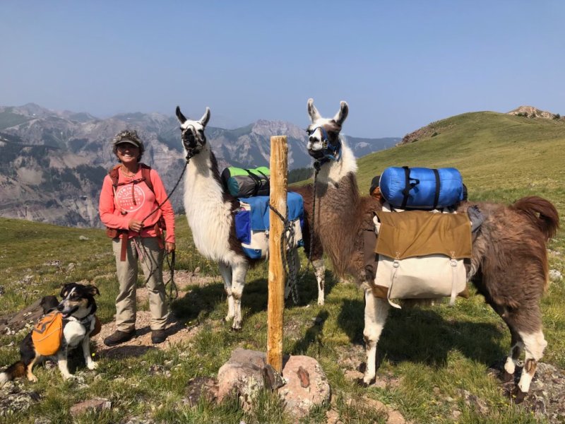 Person with a dog and three llamas carrying packs standing on a grassy mountain trail with scenic background.