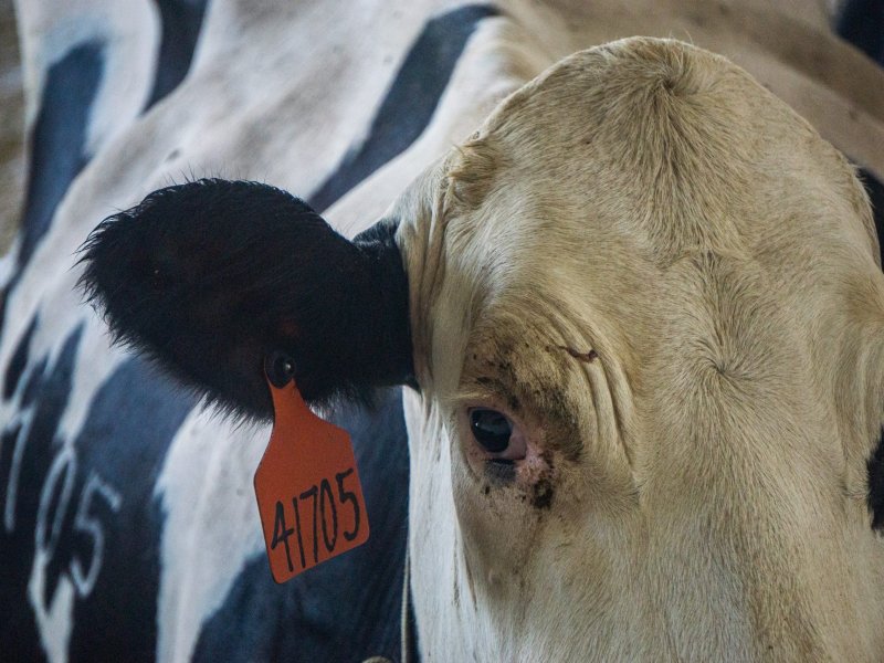 A close-up of a cow with an orange tag on its ear with the numbers 41705.