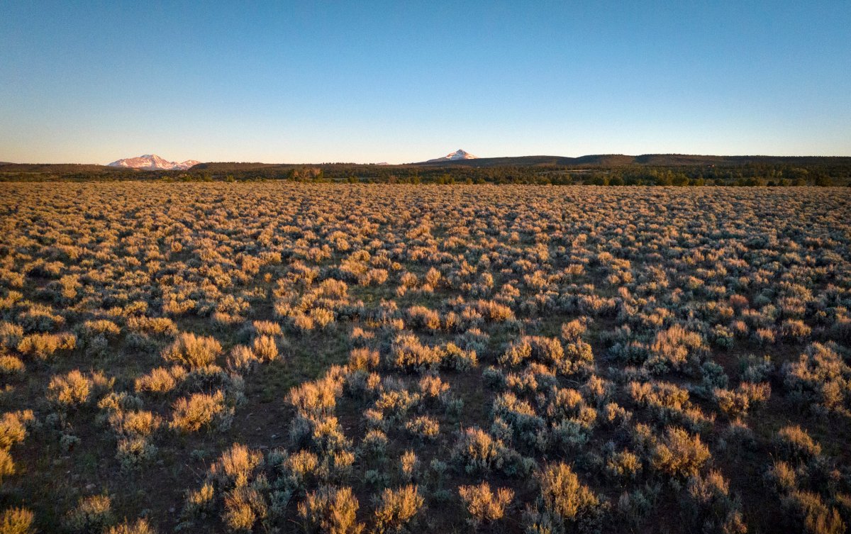 aerial view of sagebrush in open landscape