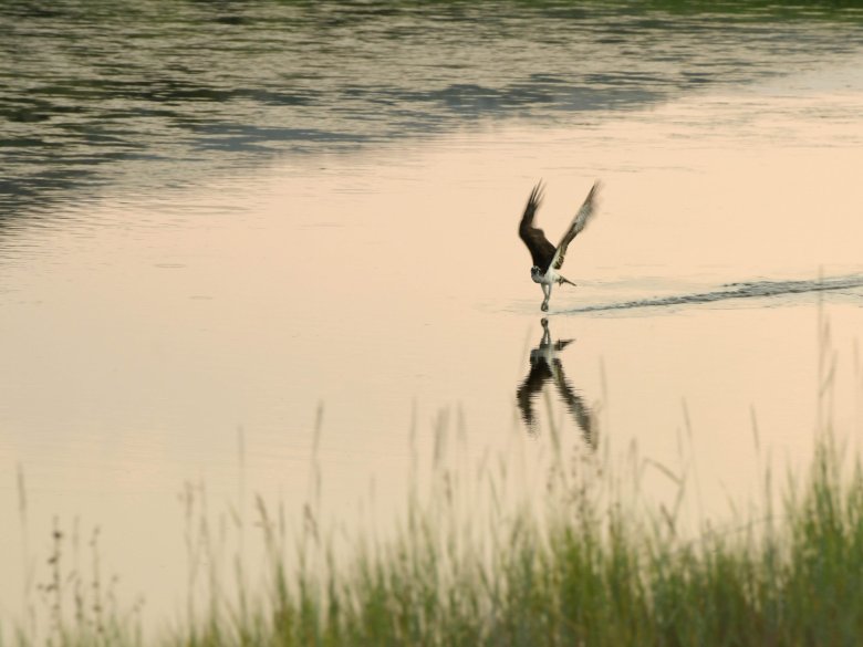 An osprey bird flies low next to water, its feet having dragged against the water.