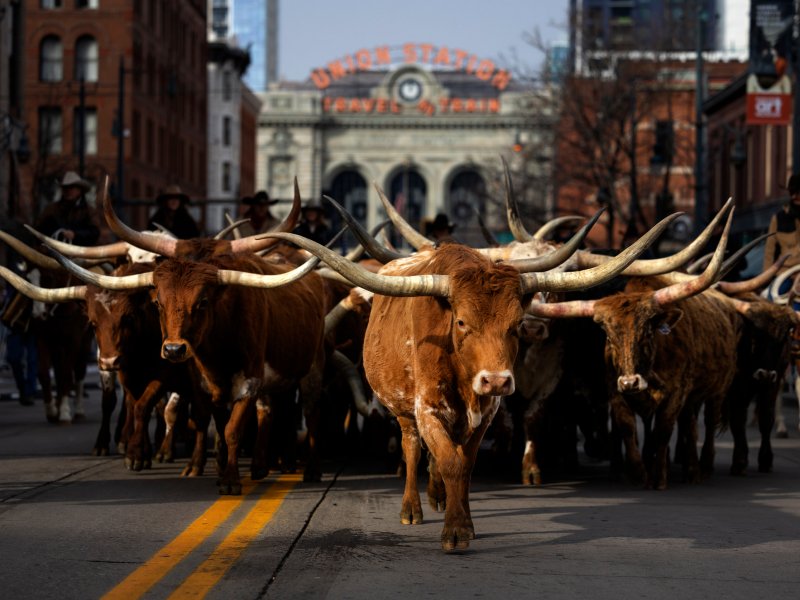 Longhorn cattle walk on the streets of downtown Denver with Union Station behind them