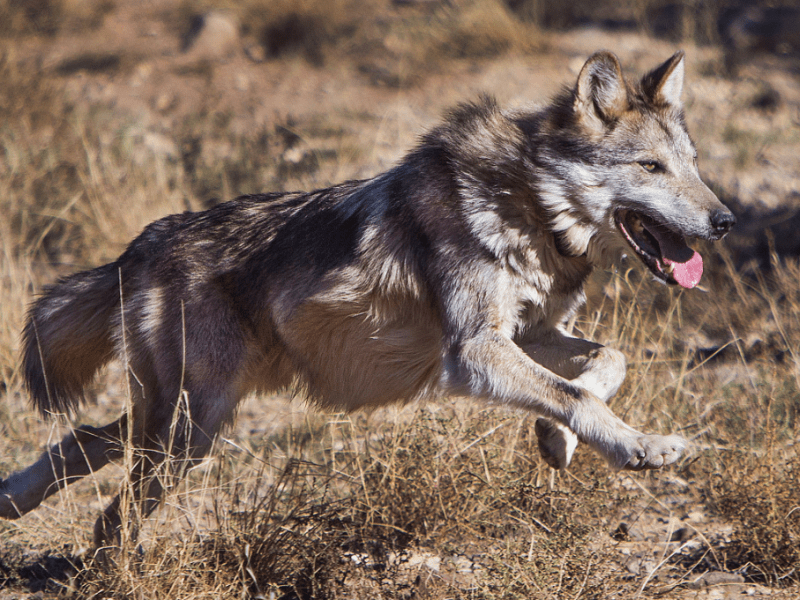 A wolf runs through a grassy, dry landscape, mid-leap with its tongue hanging out.